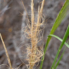 Austrostipa nitida