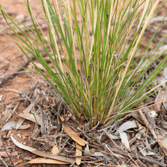 Austrostipa nitida
