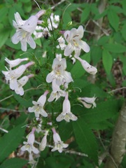 Penstemon laevigatus