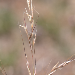 Austrostipa blackii