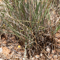 Austrostipa blackii