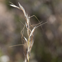 Austrostipa setacea