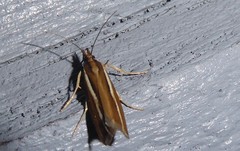 Orocrambus melitastes