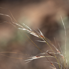Austrostipa eremophila