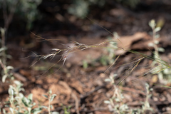 Austrostipa eremophila
