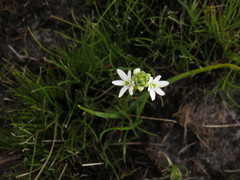 Ornithogalum schlechterianum