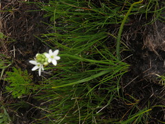 Ornithogalum schlechterianum