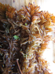 Sphagnum lenense