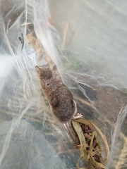 Myosorex varius