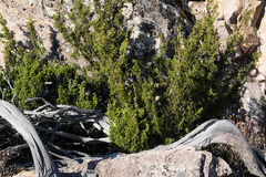 Juniperus durangensis
