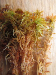 Sphagnum lenense