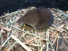Myosorex varius