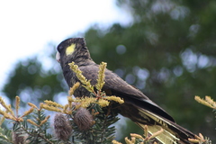 Zanda funerea xanthanota