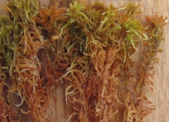 Sphagnum lenense