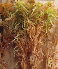 Sphagnum lenense