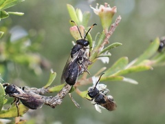 Euryglossa ephippiata