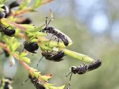 Euryglossa ephippiata
