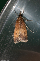 Eudonia asterisca