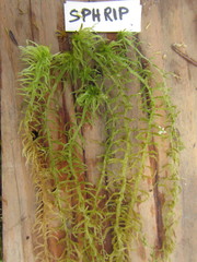 Sphagnum riparium