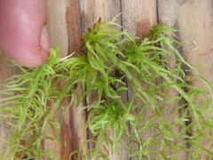 Sphagnum riparium