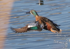 Spatula clypeata × cyanoptera