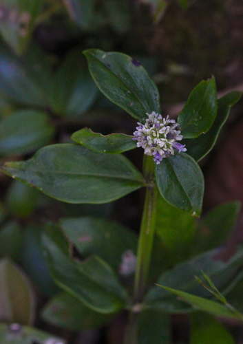 Image of Hedyotis uncinella by no rights reserved