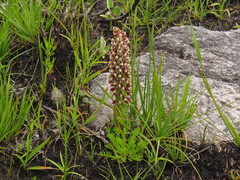 Disa obtusa