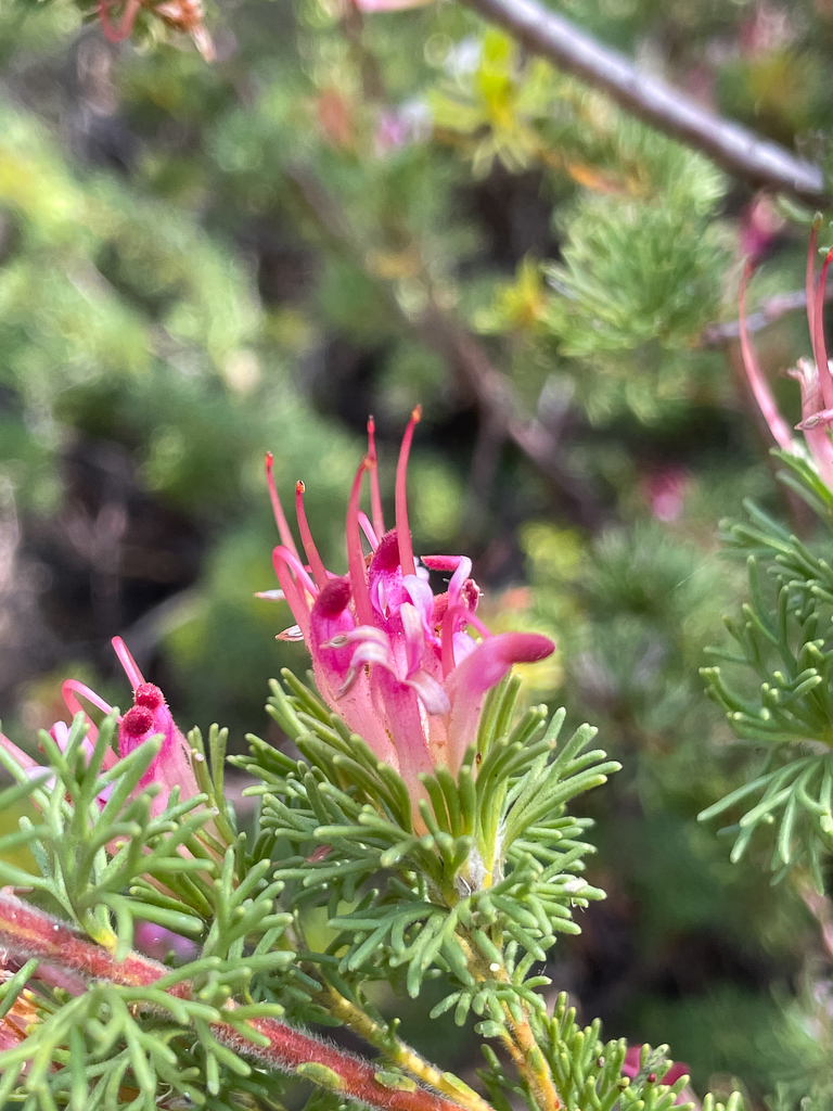 Adenanthos meisneri