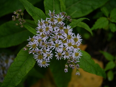 Aster albescens