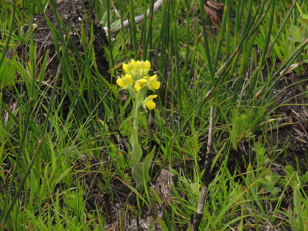 Pterygodium acutifolium