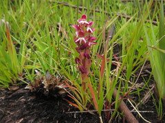 Disa albomagentea