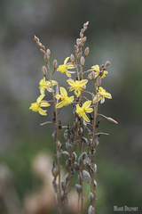 Bulbine filifolia