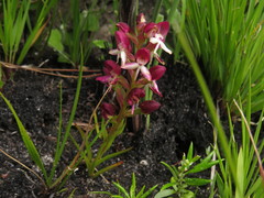 Disa albomagentea
