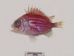 Ostichthys kaianus