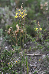 Bulbine filifolia