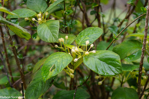 Cyrtandra garnotiana observed 2021-12-04