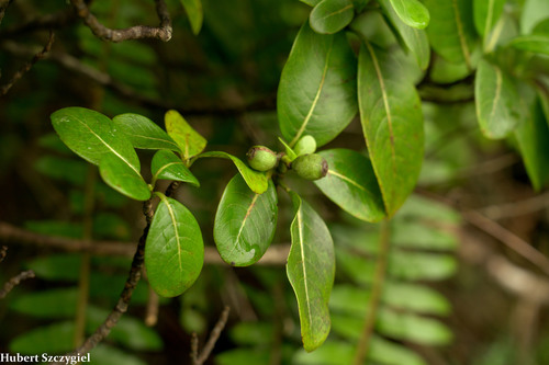 Psychotria hathewayi