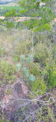 Anginon swellendamense