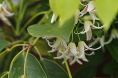 Stauntonia hexaphylla