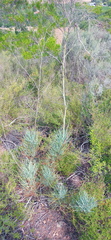 Anginon swellendamense
