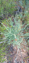 Anginon swellendamense