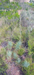 Anginon swellendamense