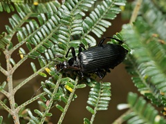 Tanychilus