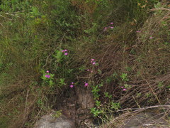 Senecio speciosissimus