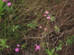 Senecio speciosissimus