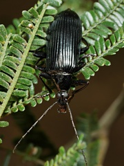 Tanychilus