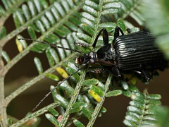 Tanychilus