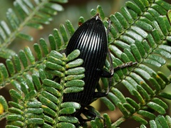 Tanychilus