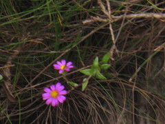 Senecio speciosissimus