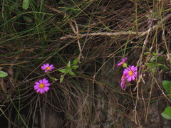 Senecio speciosissimus
